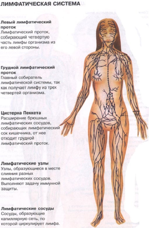 Лимфатическая система для антицеллюлитного массажа